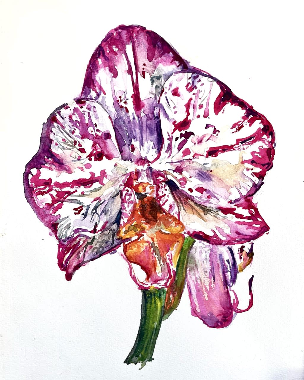 ორქიდეა